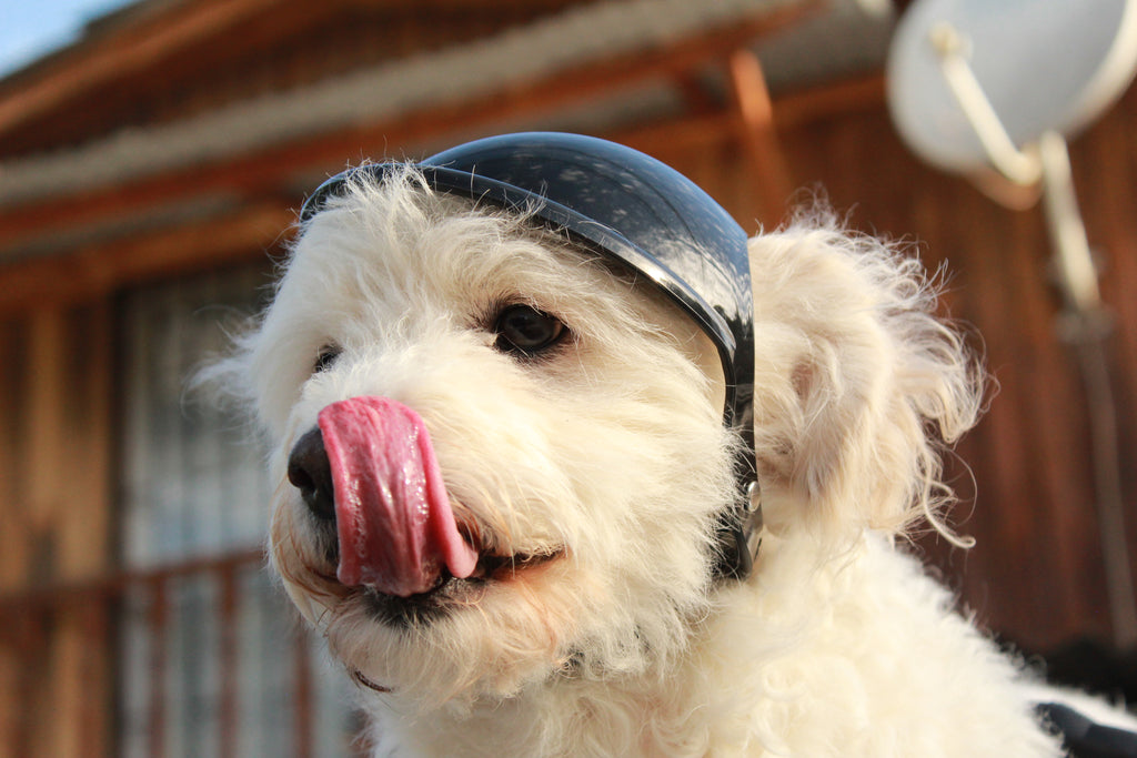 Casco para Perro Moto y Bicicleta ABS | Protección y Estilo Chile