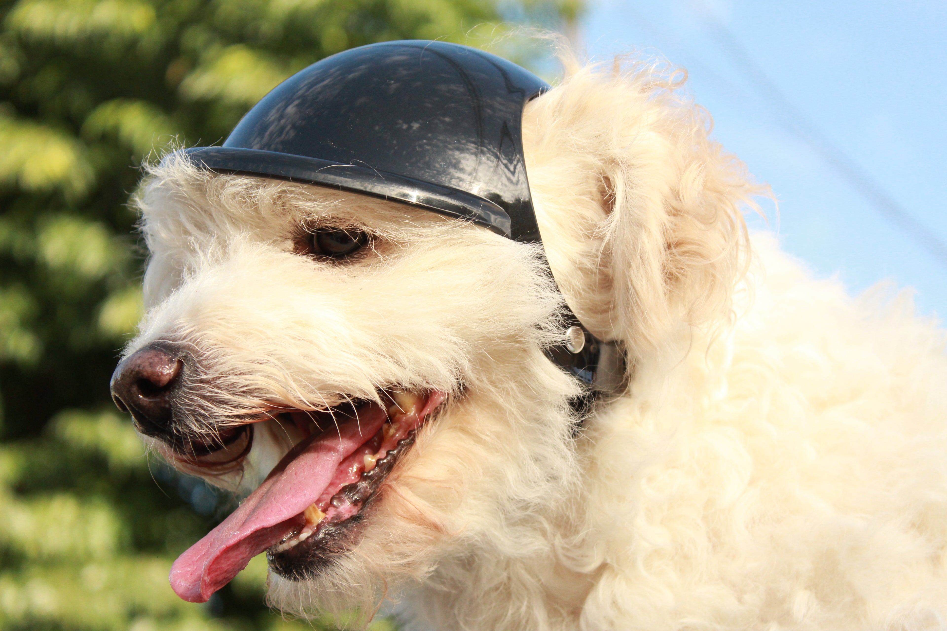 Casco para Perro Moto y Bicicleta ABS | Protección y Estilo Chile