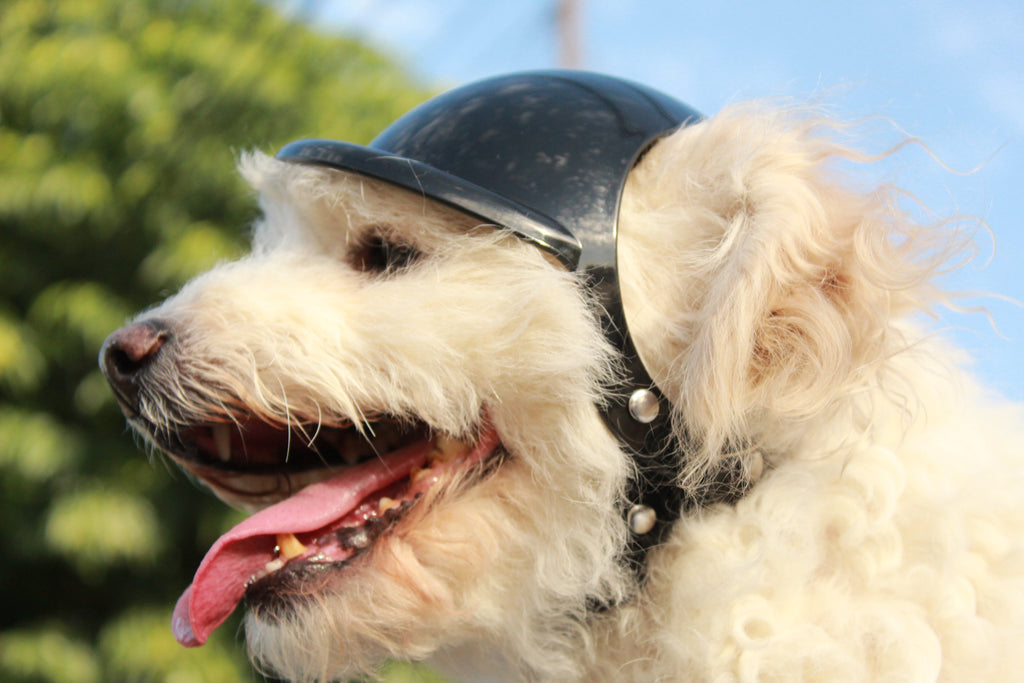 Casco para Perro Moto y Bicicleta ABS | Protección y Estilo Chile