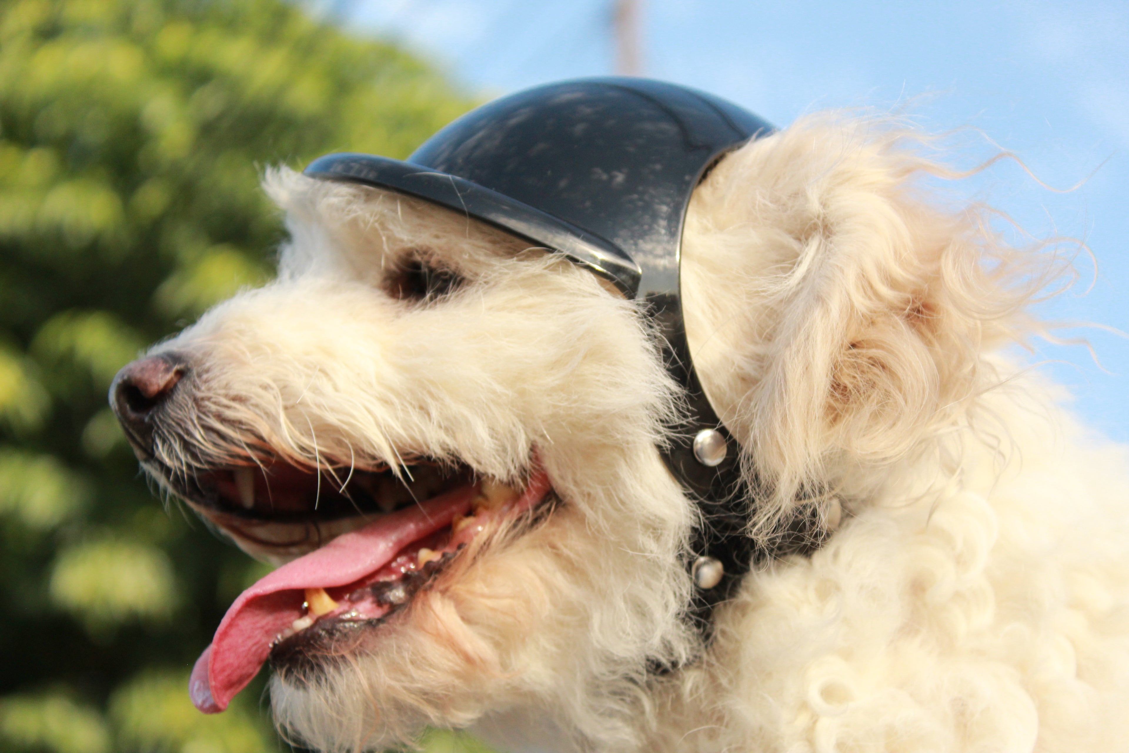 Casco para Perro Moto y Bicicleta ABS | Protección y Estilo Chile